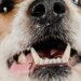 犬の乳歯遺残とは？乳歯が抜けない原因や症状、治療法・費用など
