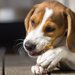 ヒマラヤチーズは犬にとって危険？理由と人気の秘密や効果について