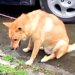 『知らない人が家に犬を連れてきて、置き去りにした』衝撃的すぎるワンコとの出会いと『1年後の姿』に267万再生「涙出る…」「嬉しそう」