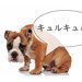 犬のお腹がキュルキュル鳴るのは？理由や病院に行くべき症状、対処法