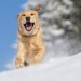 寒さに強い犬の特徴とは？主な犬種や個体差についてご紹介