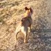 兄犬が亡くなり、食事もとれないほど落ち込んだ妹犬→毎日のように兄を探して…奇跡のような『素敵な物語』が10万再生「運命」「しあわせに」