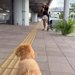 離れて暮らすお姉ちゃんが帰省→空港まで『犬と一緒にお迎えに行った』結果…涙あふれる『再会の瞬間』が37万再生「愛が伝わる」「泣いちゃう」