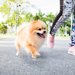 ポメラニアンの散歩は必要！その適した時間と注意点とは