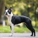 【獣医師監修】ボストン・テリアってどんな犬種？特徴と性格や飼い方・価格相場まで解説