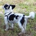犬のハーネスの付け方！写真解説で初心者でも簡単♪