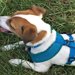 犬用サポーターおすすめ５選！
