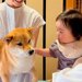 赤ちゃんが『初めて犬を見た』結果…犬たちによる『まさかの対応』が優しすぎると61万再生「空気読んでてスゴイ」「なんてお利口なの」