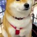 カートでお買い物を楽しむ犬→『大好きなおやつ』に囲まれた瞬間、目が…愛おしすぎる光景に反響「おめめキラキラ」「たっぷり買ってあげたい」