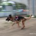 犬の散歩の時間はどのぐらい？運動量の調べ方や注意点について