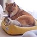 ベッドの上をウロウロする子猫→犬が場所を譲ってあげると…あまりにも尊い『優しい結末』が17万再生「ママに甘えてるみたい」「感動」と反響