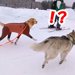 雪山でハスキー犬と爆走していたら、知らない大型犬がついてきて…まさかのハプニングと『衝撃の結末』が10万再生「どこ行くのｗ」「楽しそう」