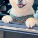帰省時、犬を連れて行った結果→嬉しくなりすぎて…おじいちゃんおばあちゃんとの『半年ぶりの再会』が28万再生「ニコニコで最高」「可愛い」