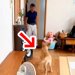 犬を飼うことに反対していたおじいちゃん→ゴールデンレトリバーの子犬が駆け寄ると…『まさかの反応』に「たまらんｗ」「メロメロ」と反響