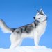 シベリアンハスキーの大きさはどのぐらい？成犬時のサイズや特徴など