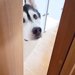 仕事中『猫がいない、一緒に探してほしい』と訴えにきた大型犬→必死に探し続けた結果…愛を感じる行動が37万再生「健気」「ほんと好きなんだ」