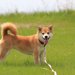 【実際にあった話】散歩中に『毒エサ』を口にした犬たち