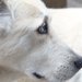 老犬の介護で疲れた時は気分を変えてみませんか？