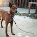 【獣医師監修】琉球犬｜犬種の特徴と性格、飼い方や価格相場まで解説