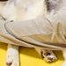夜、雷に怯える大型犬→隠れる場所がなく、家の中をさまよった結果…最後に行きついた『場所』が尊いと19万再生「キュンとした」「微笑ましい」