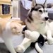 大型犬に育てられた猫→深夜、イチャイチャし始め…あまりにも尊い『本当の親子のような光景』が149万再生「表情がそっくり」「可愛すぎ」