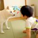 赤ちゃんと遊ぶ犬→うっかり手を踏んでしまったら…まさかの『仕返し』が面白すぎると34万再生「ガン見ｗ」「気まずくて草」「声あげて笑った」