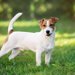 【獣医師監修】ジャックラッセルテリアってどんな犬種？特徴と性格や飼い方・価格相場まで解説