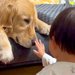 小さな男の子に見つめられる大型犬→じっとしていたら…『とんでもなく尊い行動』に悶絶「どっちも優しい」「癒やされた」「本当に仲良し」と反響