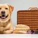 客室で愛犬同伴OK！？チャーター便でわんこと空の旅を！