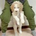 体重2キロの子犬を飼った結果→10ヶ月後、息子の身長をも上回り…あまりにもデカい『成長した現在』が35万再生「人間感ｗ」「AI加工かと」