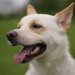 子犬も成犬もやってみよう！ワンコの適応力を高める訓練