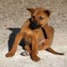 犬についたマダニの取り方！お酢での除去や特徴、予防法など