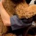 1時間ぶりにお父さんと再会した大型犬→『会いたかった』と抱っこをせがみ…自分のサイズをわかっていない『子どものような光景』が197万再生