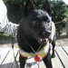 シニア犬のための経絡マッサージ（基礎編）