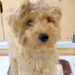 『35000円で売れ残った犬』を発見→『絶対幸せにしたい』と決意した結果…思わず涙が出る『７年後の光景』に反響「運命」「素敵な出会い」