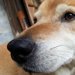 犬の嫌いな匂い5つ！飼い主が知っておくべきなど注意点を解説
