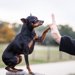 ミニチュアピンシャーの里親になる方法｜保護犬の探し方から準備、注意点まで解説