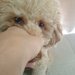 犬の噛む癖は直せる！原因ごとに対処法を考えよう