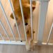 子犬と先住犬が『出会った日』→『仲良くできるかな』と見ていたら、目線を合わせ…優しさに溢れた光景が514万再生「素敵すぎる」「可愛い」