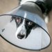 犬用のエリザベスカラー！選び方と手作りアイデアからおすすめ人気商品まで