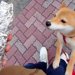 犬の散歩中、焼き芋屋さんがサツマイモをくれて…微笑ましいと思いきや→センスが光る『まさかのBGM』に大爆笑「世界一おもろい」「確変で草」