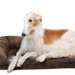 ボルゾイの寿命は？他の犬種に比べて短い？