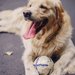 犬用ボール人気ランキングBEST５！お気に入りのものを見つけよう♪ 