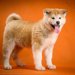 秋田犬の値段の相場はいくら？平均的な価格や違いが出る理由