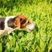 犬が草を食べる理由とは？やめさせる方法や危険な草の種類
