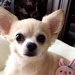 繁殖犬からレスキューされた愛犬の本心とは｜Laylaのペットリーディング
