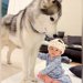 赤ちゃんが『ハスキー犬と遊びたい』とアピールした結果→もはや『本当の弟』のような光景が81万再生「なんて優しい世界」「癒された」と反響