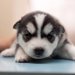 雪のような愛らしい姿が超絶かわいい！ハスキーの子犬画像集（まとめ）