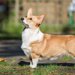 【獣医師監修】ウェルシュ・コーギー・ペンブロークってどんな犬種？特徴と性格や飼い方・価格相場まで解説