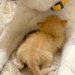 急遽、子猫を引き取ることに→『家にいる犬が受け入れてくれるかな』と心配していたら…あまりにも尊い光景に反響「可愛くて無理」「親子みたい」